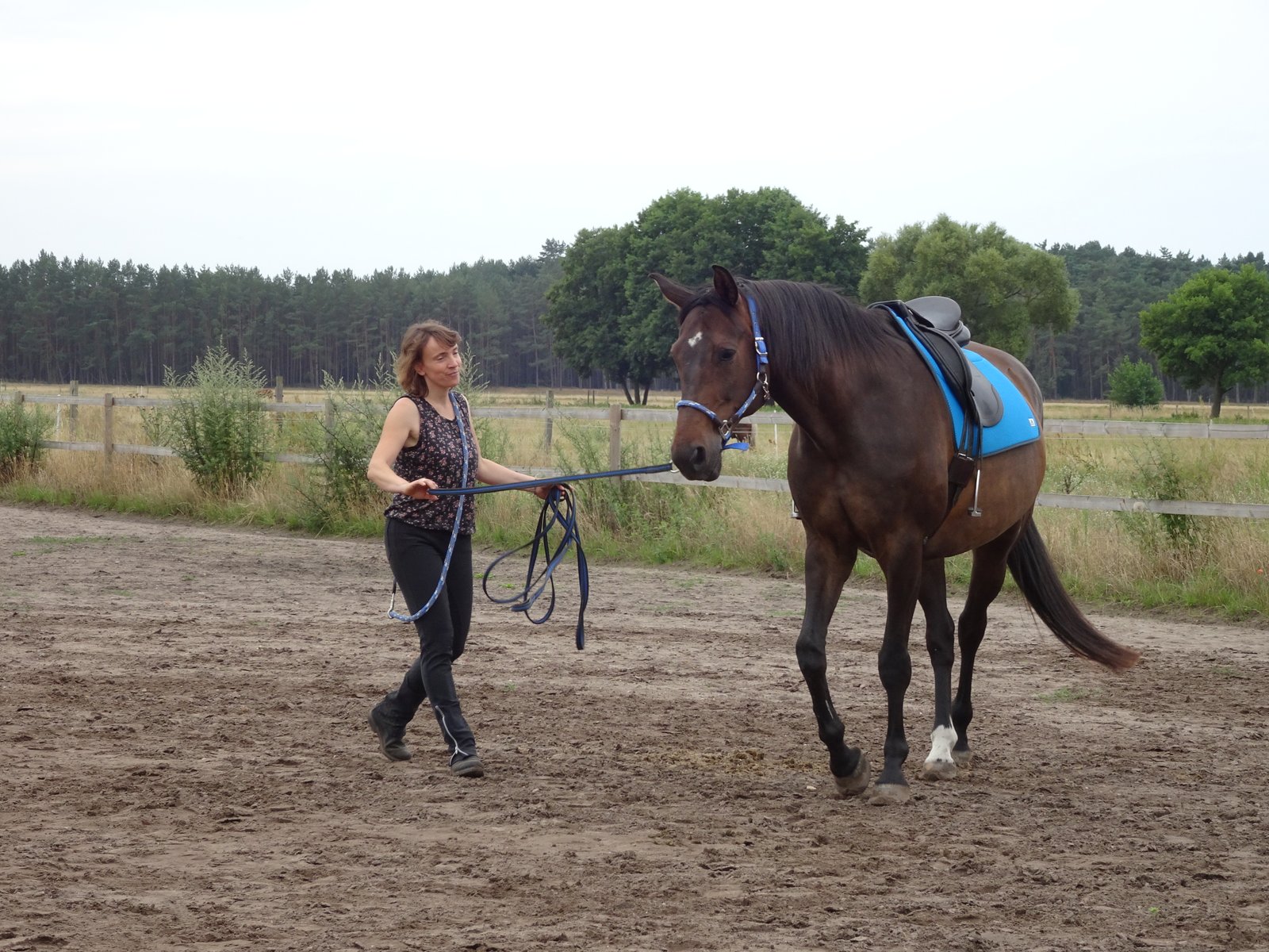 Walta – unser Vereinspferd